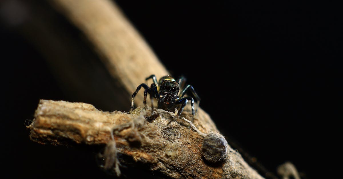 plongez dans l'univers captivant de hunter x hunter, un anime et manga emblématique qui suit les aventures de gon freecss, un jeune garçon déterminé à devenir chasseur pour retrouver son père. découvrez des combats palpitants, des amitiés inébranlables et des quêtes épiques à travers ce monde fantastique rempli de créatures incroyables et de défis inoubliables.