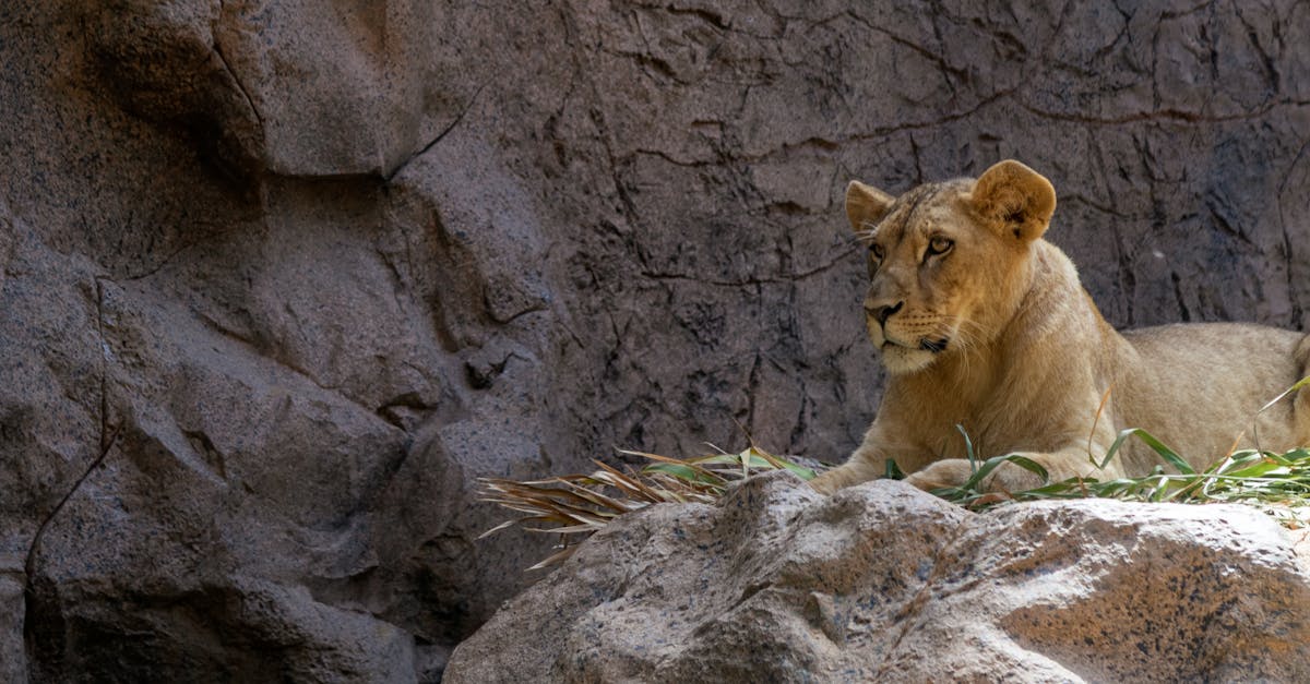 découvrez l'univers captivant de hunter x hunter, un anime et manga acclamé qui suit les aventures de gon freecss, un jeune garçon déterminé à devenir hunter pour retrouver son père. plongez dans un monde riche en personnages fascinants, combats épiques et intrigues palpitantes, où l'amitié et la détermination sont mises à l'épreuve.