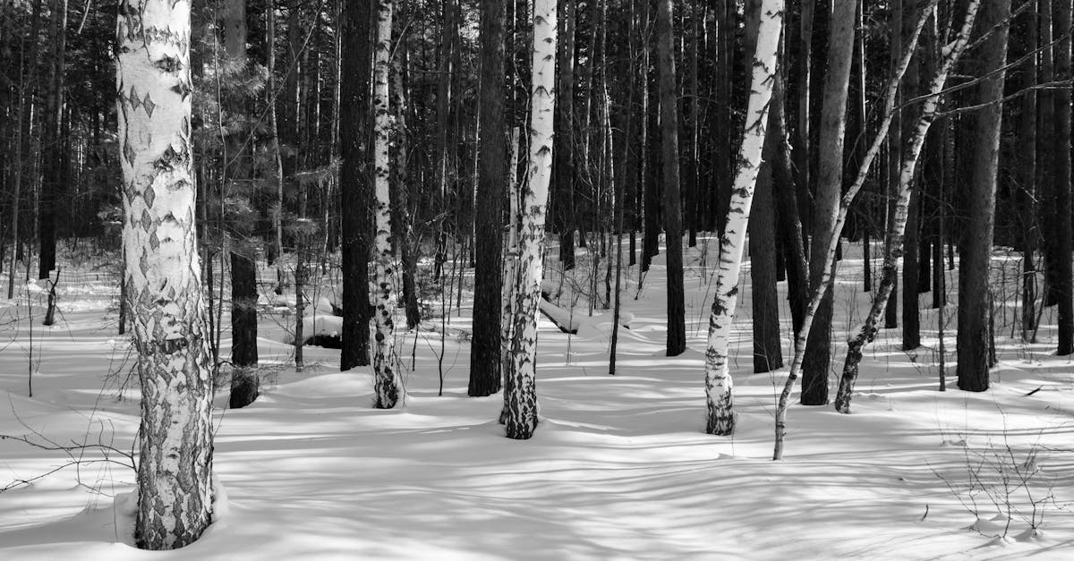 découvrez l'art du silence, un espace de sérénité et de réflexion. apprenez à apprécier le calme et à cultiver la paix intérieure dans un monde trépidant.