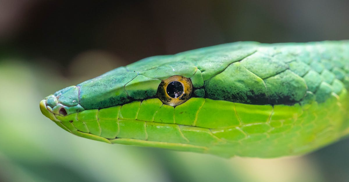 découvrez la beauté fascinante des serpents, des créatures mystérieuses et élégantes, aux couleurs éclatantes et aux motifs captivants. plongez dans un monde où la nature révèle ses merveilles et apprenez-en plus sur ces serpents magnifiques qui enchantent les passionnés de faune.