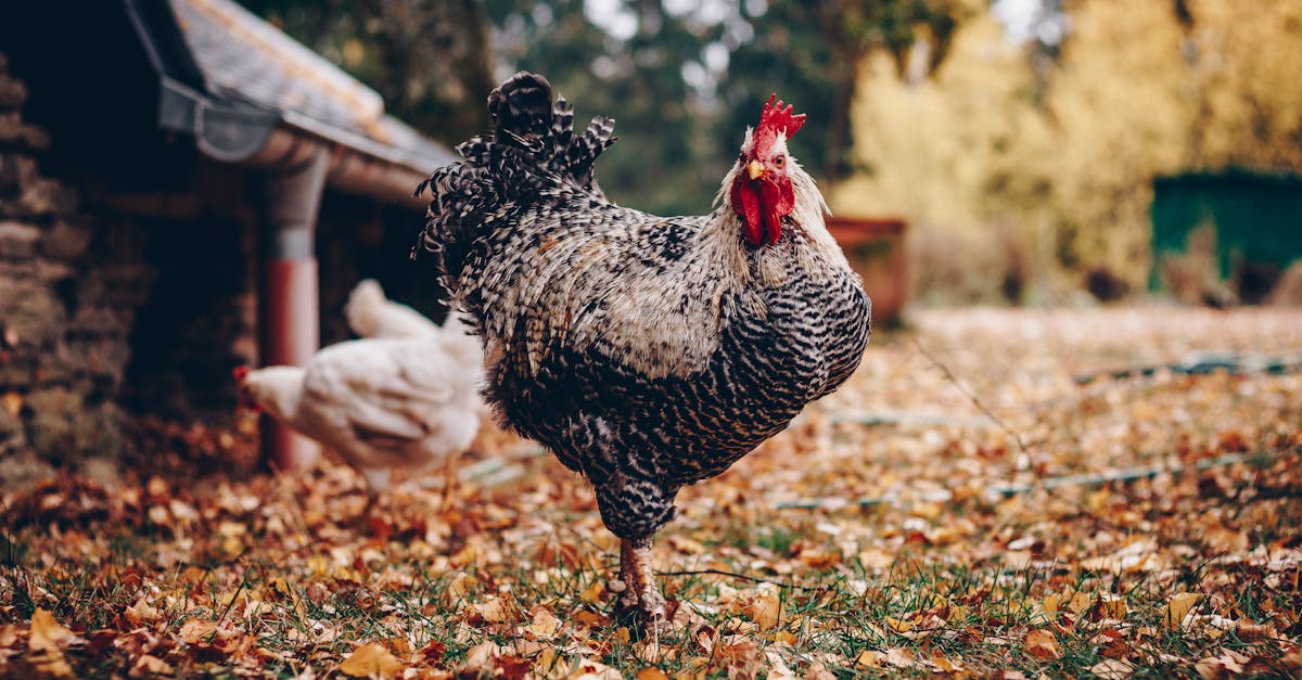 découvrez des recettes savoureuses et variées à base de poulet, idéales pour régaler vos proches à chaque repas. de l'apéritif au plat principal, le poulet se prête à toutes vos envies gastronomiques.