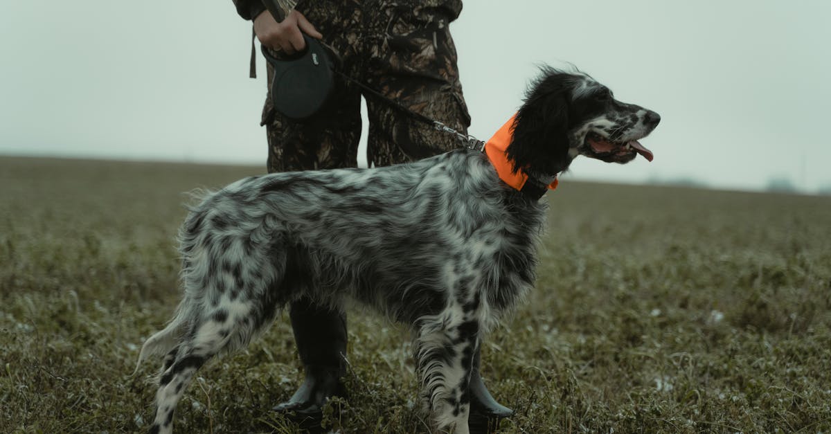 découvrez les caractéristiques des chiens considérés comme dangereux. apprenez à mieux comprendre leur comportement, les précautions à prendre et les règles de responsabilité liées à la possession de ces animaux. protégez-vous et les autres en étant informé sur les races à risque et sur les mesures de sécurité appropriées.
