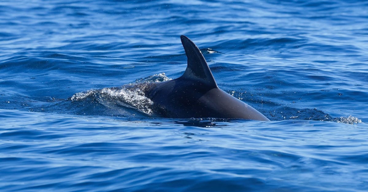 découvrez l'univers fascinant des requins dangereux : leurs caractéristiques, habitats et comportements. apprenez à les connaître pour mieux comprendre ces créatures marines redoutées mais essentielles à nos océans.