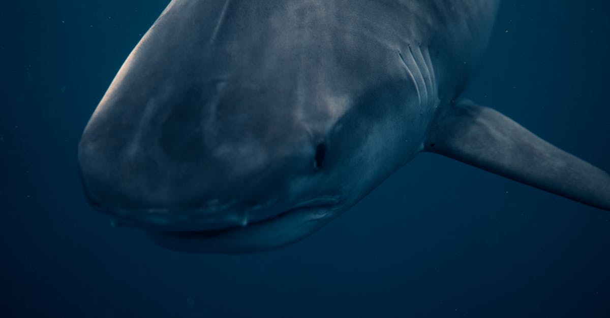 découvrez le monde fascinant et redoutable des requins dangereux. apprenez-en davantage sur leurs comportements, habitats et les mythes qui les entourent. plongez dans l'univers de ces prédateurs marins et comprenez leur rôle essentiel dans l'écosystème océanique.
