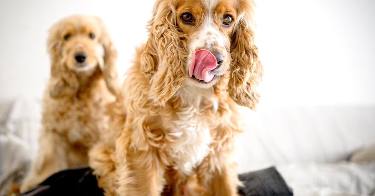 découvrez les causes et les conséquences des attaques de chiens. apprenez des conseils pour prévenir ces incidents et protéger à la fois les humains et les animaux. restez informé sur la sécurité canine et la législation autour des chiens potentiellement dangereux.