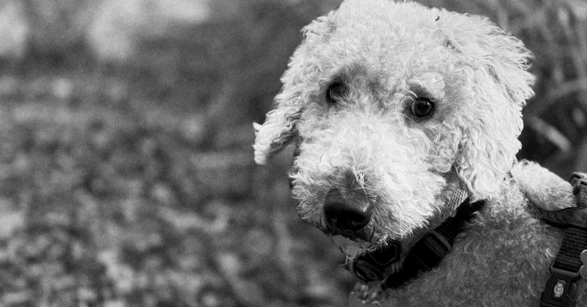 découvrez les causes, les conséquences et les conseils de prévention concernant les attaques de chiens. informez-vous sur les règles de sécurité et sur la manière de réagir face à un incident impliquant un chien.