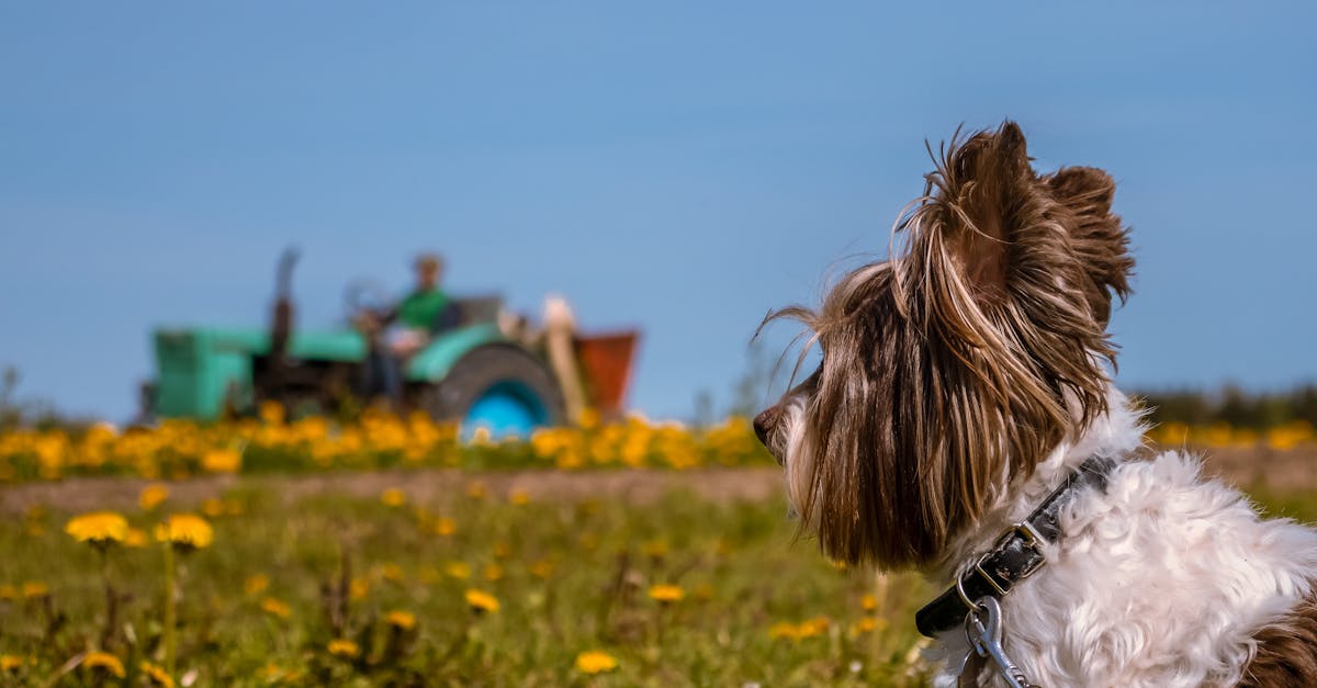 découvrez les causes et les conséquences des attaques de chiens, ainsi que des conseils pour prévenir de telles situations et assurer la sécurité de tous. informez-vous sur les réactions appropriées en cas de rencontre avec un chien agressif.