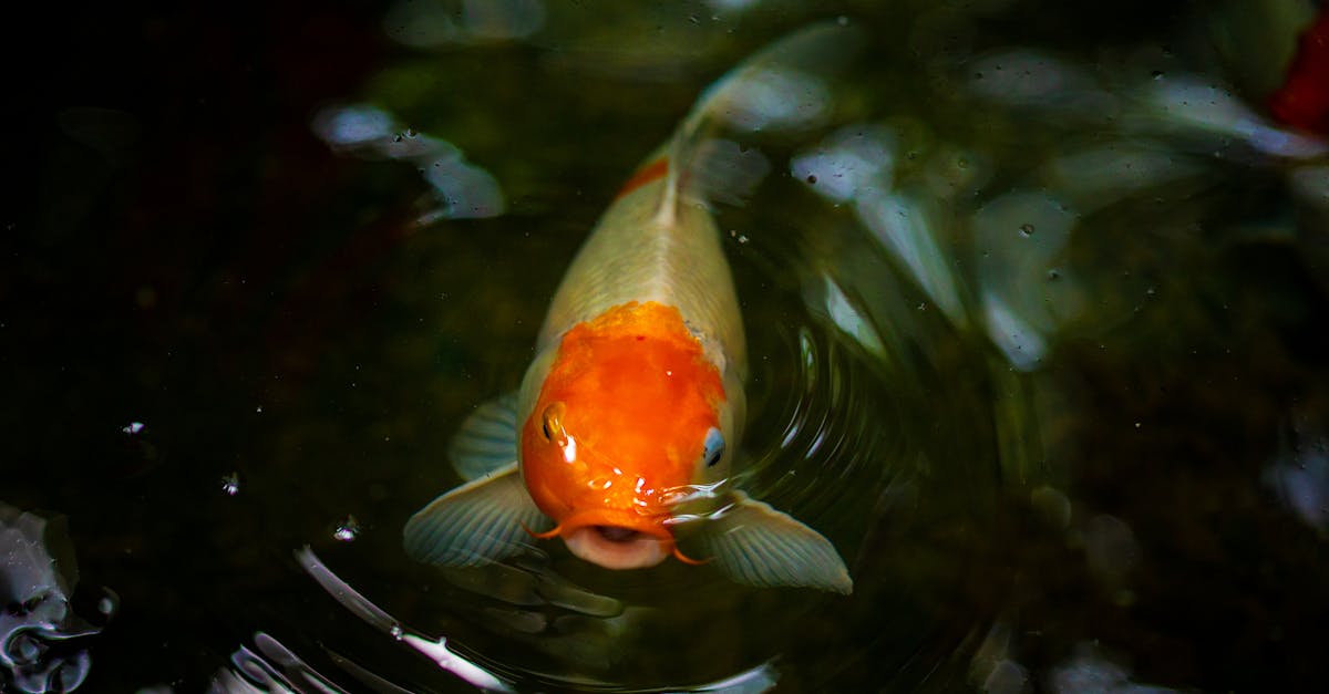 découvrez les secrets du plus grand poisson du monde, ses caractéristiques étonnantes, son habitat et son impact sur l'écosystème marin. plongez dans l'univers fascinant de cette créature majestueuse et apprenez-en plus sur sa préservation.