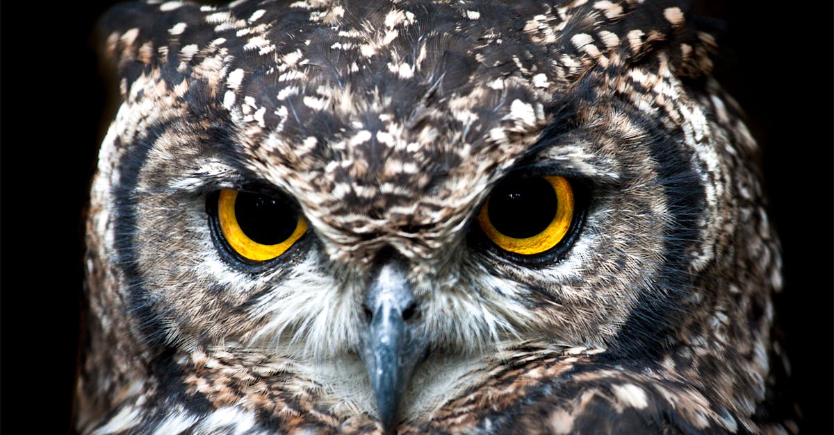 découvrez le monde fascinant des hiboux, ces oiseaux nocturnes mystérieux et majestueux. apprenez-en plus sur leurs caractéristiques, habitats et comportements ainsi que leur rôle dans l'écosystème. plongez dans l'univers enchanteur des hiboux !