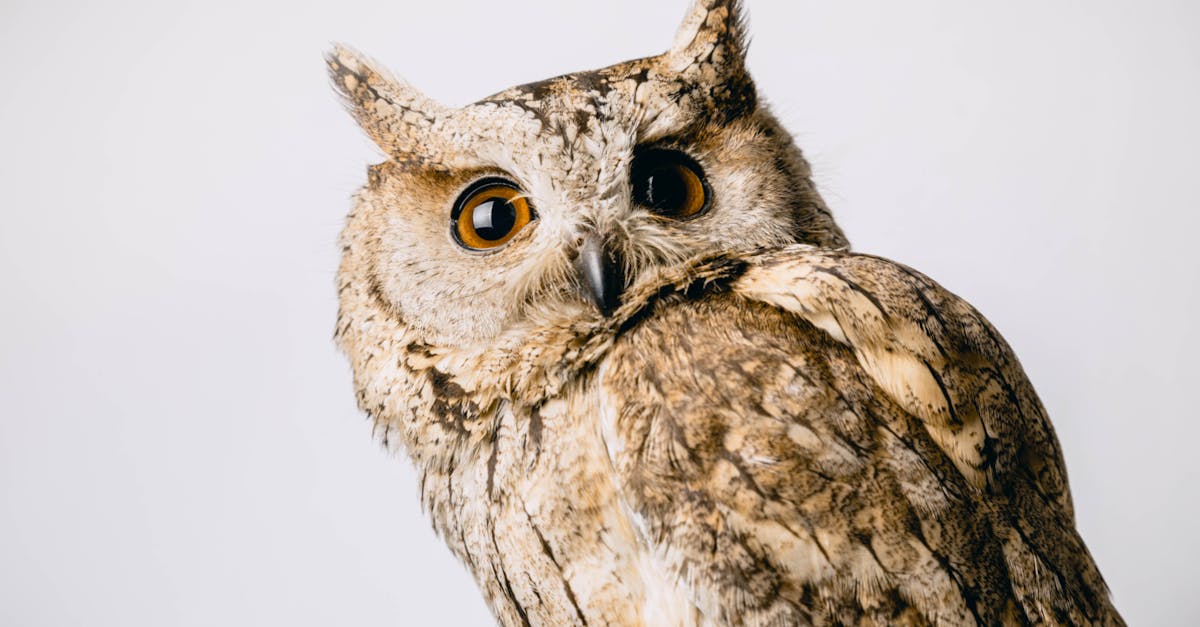 découvrez le monde fascinant des hiboux : leur habitat, leurs caractéristiques uniques et leur rôle dans l'écosystème. plongez dans l'univers mystérieux de ces oiseaux nocturnes et apprenez tout sur leur comportement et leur importance dans la biodiversité.