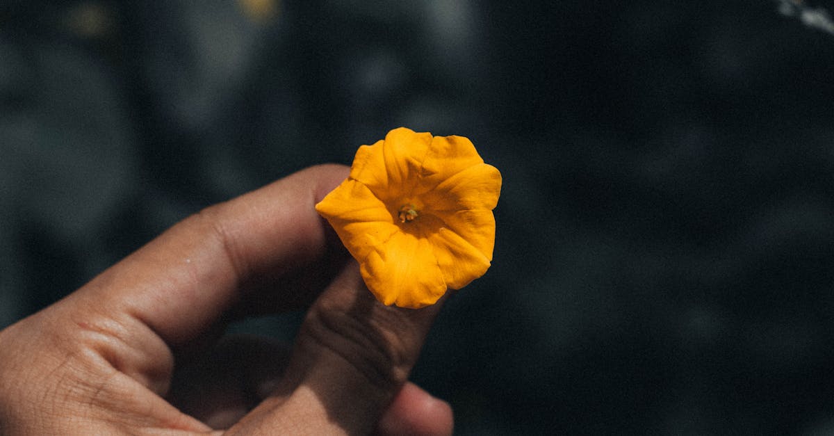 découvrez l'univers captivant de pedro pascal, l'acteur chileno-américain connu pour ses rôles emblématiques dans des séries à succès telles que 'game of thrones' et 'the mandalorian'. plongez dans sa carrière, ses projets actuels et son impact sur le cinéma et la télévision.