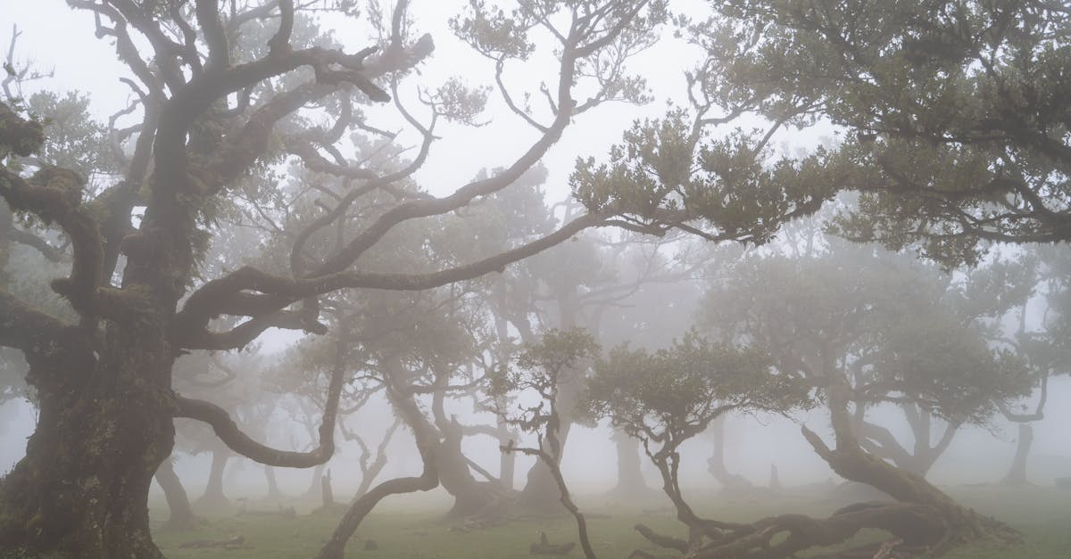 découvrez l'univers fascinant du laurier, une plante polyvalente aux nombreuses vertus. apprenez tout sur ses propriétés culinaires, médicinales et son utilisation en décoration. plongez dans l'histoire et les symboles liés à cette plante emblématique.