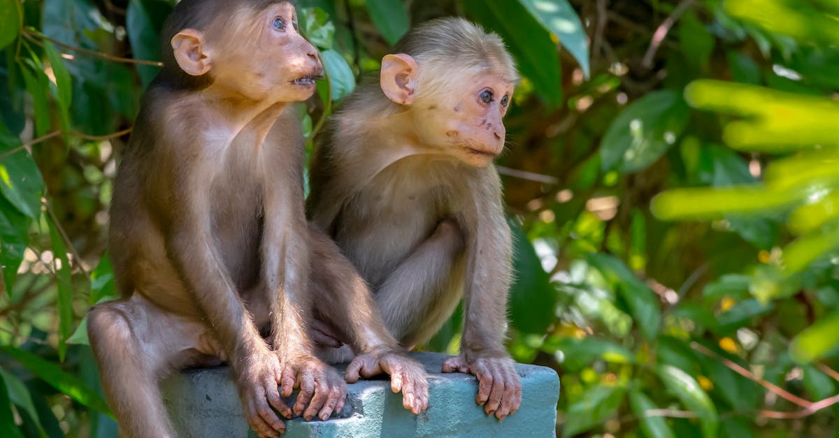 découvrez l'univers fascinant des singes : leurs comportements, habitats et interactions. apprenez-en plus sur ces animaux fascinants qui partagent une grande partie de notre adn et leur rôle essentiel dans l'écosystème.