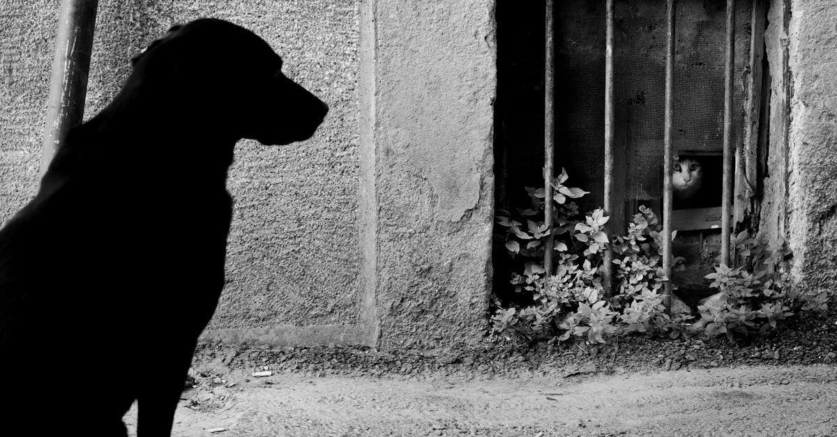 découvrez l'univers fascinant des mystères où énigmes et secrets se rencontrent. plongez dans des histoires captivantes, des événements inexpliqués et des révélations intrigantes qui éveilleront votre curiosité et stimuleront votre imagination.