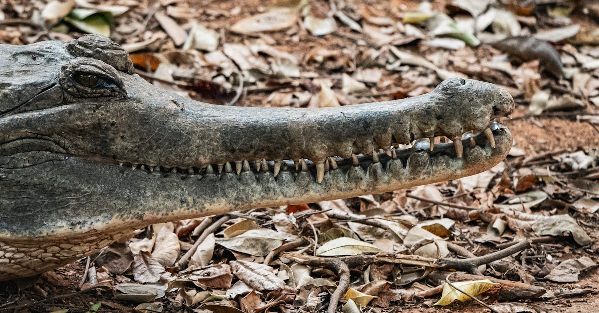 découvrez comment gérer un compte instagram privé : protégez votre vie privée, contrôlez qui voit vos publications et apprenez les astuces pour optimiser votre expérience sur ce réseau social.