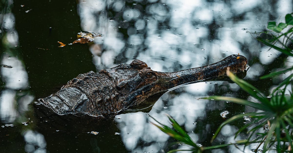 découvrez comment gérer votre compte instagram en mode privé. protégez votre vie privée tout en partageant vos moments préférés avec un cercle restreint d'amis et de proches. apprenez les astuces pour optimiser la sécurité de vos publications et contrôler qui peut voir votre contenu.