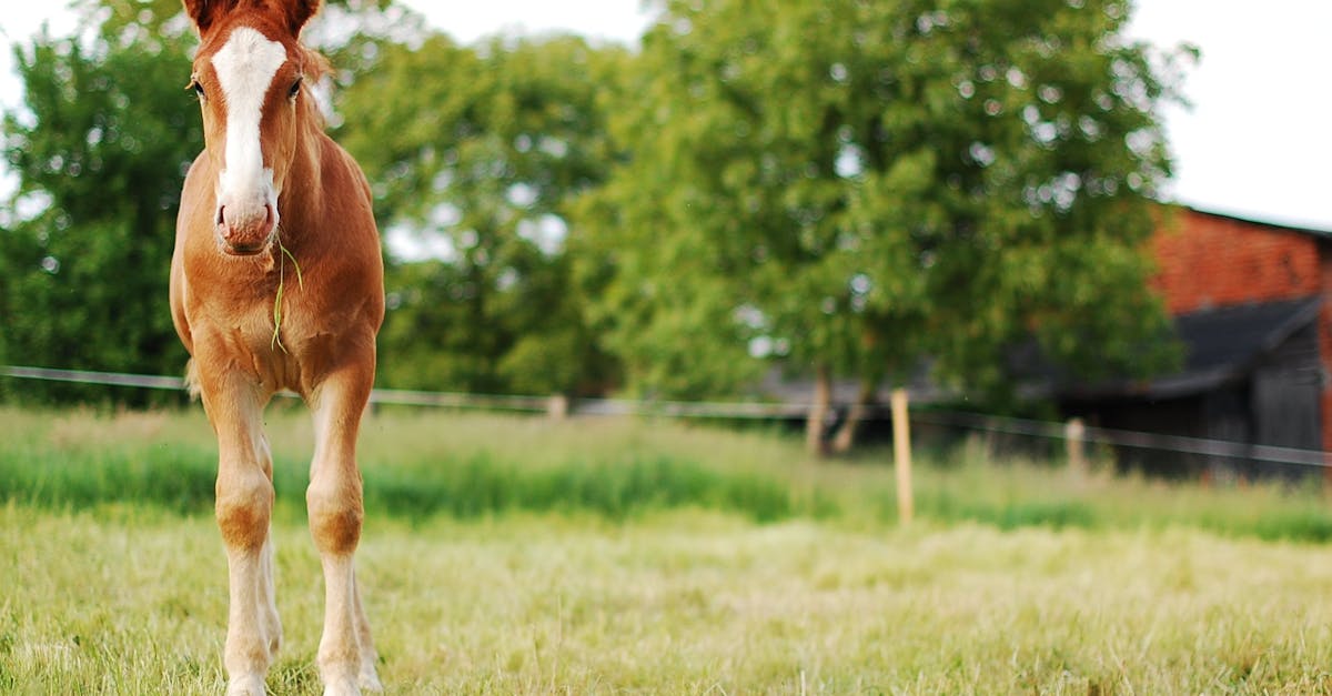 découvrez les races de chevaux rares, des spécimens uniques et fascinants qui témoignent de la diversité équine. plongez dans l'univers de ces chevaux exceptionnels, de leur histoire à leurs caractéristiques distinctives.