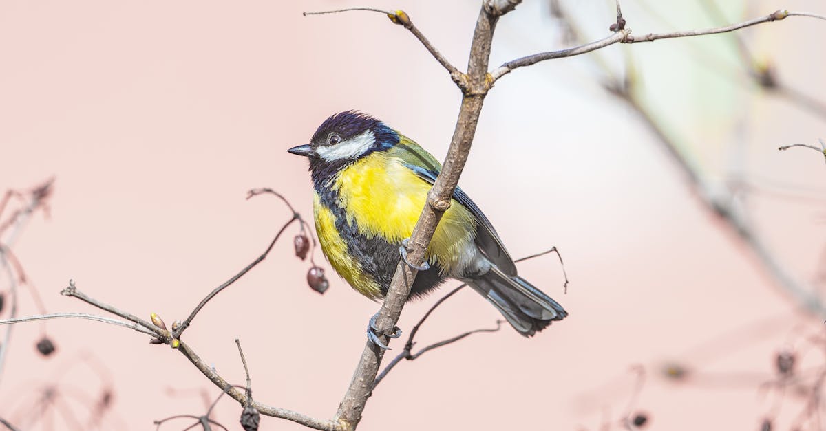 découvrez l'histoire captivante du titanic, ce célèbre paquebot qui a fait naufrage en 1912. plongez dans les récits de ses passagers, les mystères de son voyage inaugural et les leçons tirées de cette tragédie maritime emblématique.