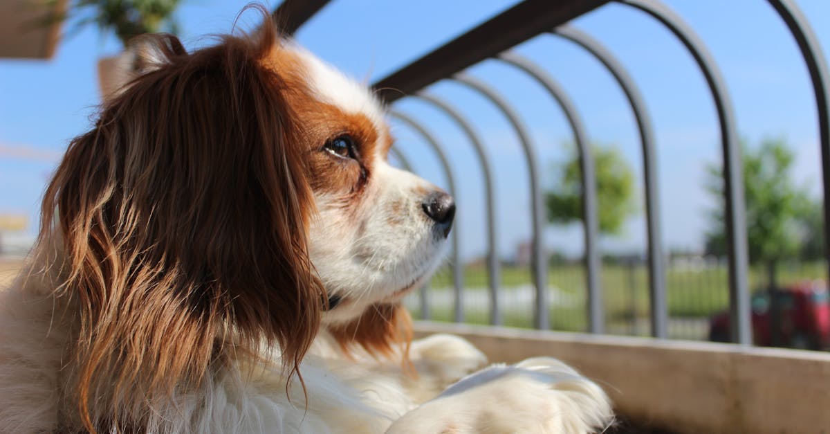 découvrez les races de chiens de petite taille les plus affectueuses, idéales pour les familles et les compagnons fidèles. apprenez à choisir le compagnon parfait qui apportera joie et tendresse à votre foyer.