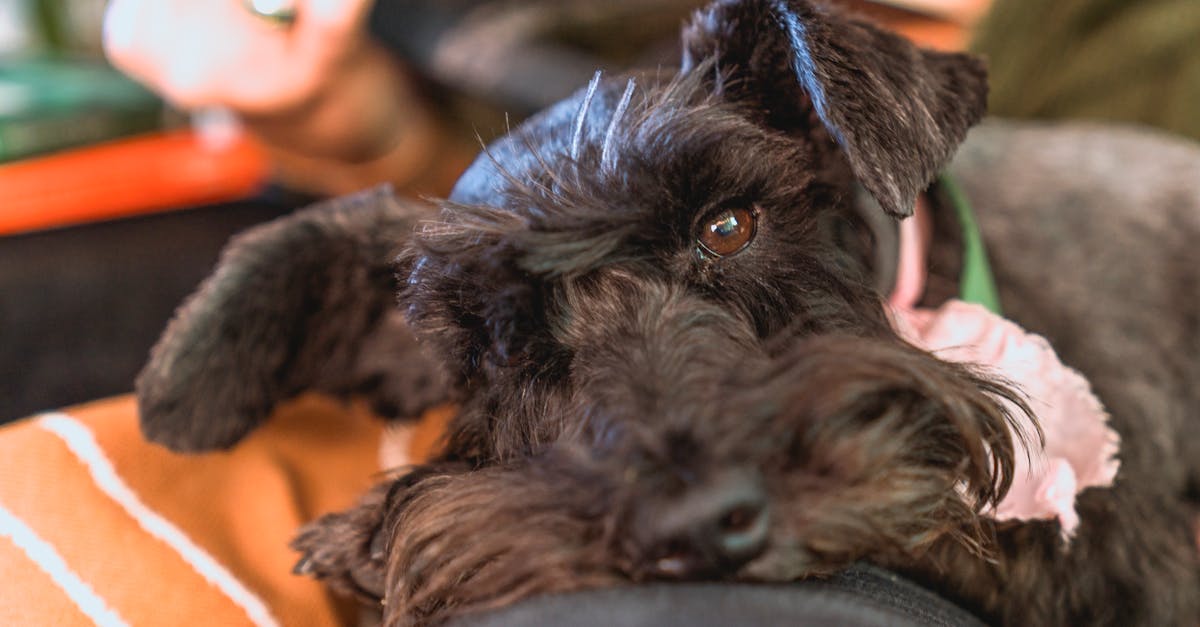 découvrez les races de chiens petits et affectueux, parfaits pour la vie en appartement ou pour les familles. apprenez à connaître ces compagnons fidèles qui apportent joie et amour au quotidien.