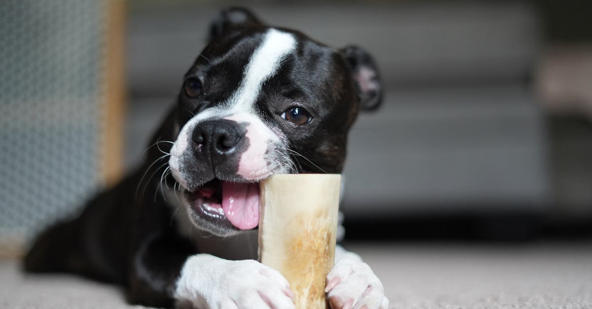 découvrez les races de petits chiens affectueux qui apportent joie et tendresse à votre foyer. apprenez à connaître ces compagnons affectueux, idéaux pour les familles et les personnes seules, qui sauront vous combler d'amour et de câlins.