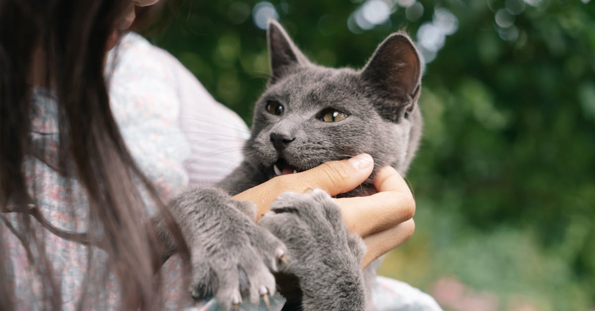 découvrez le pouvoir de la morsure : un mélange captivant d'émotions, de sensations et d'intensité qui ne vous laissera pas indifférent. plongez dans l'univers fascinant de 'biting' et laissez-vous surprendre par ses multiples facettes.