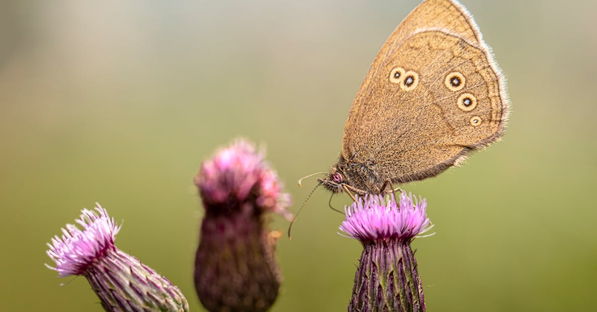 découvrez l'effet papillon, un concept fascinant qui illustre comment de petits événements peuvent provoquer d'énormes conséquences. plongez dans l'univers des systèmes complexes et explorez les implications de cette théorie sur notre quotidien et notre compréhension du monde.