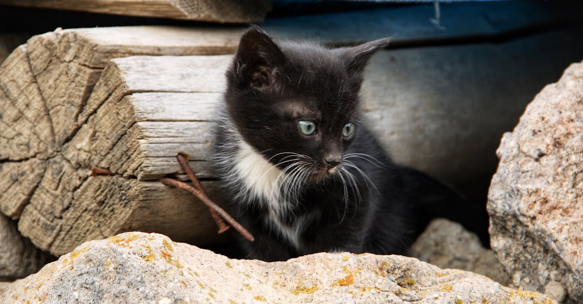 découvrez l'univers amusant des chats qui roulent ! une collection de vidéos et d'images de nos amis félins en pleine action, qui vous fera sourire et réchauffera votre cœur. plongez dans la magie du comportement ludique des chats et partagez ces moments adorables.