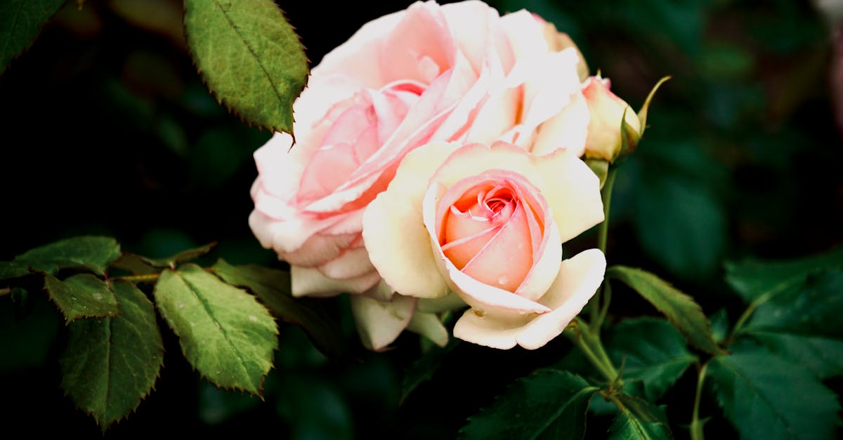 découvrez eden, un espace de sérénité et de bien-être où la nature et la modernité se rencontrent. plongez dans un univers d'harmonie et de détente, conçu pour revitaliser votre esprit et votre corps.