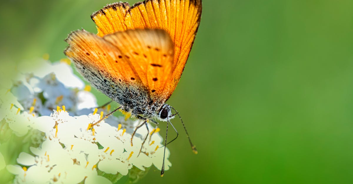 découvrez tout sur les mouches : leurs habitudes, leur biologie, et des astuces pour les éliminer efficacement de votre maison.