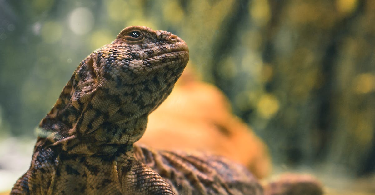 découvrez le monde fascinant des geckos, ces lézards colorés et surprenants. apprenez-en plus sur leurs habitats, comportements, et les différentes espèces qui peuplent notre planète.