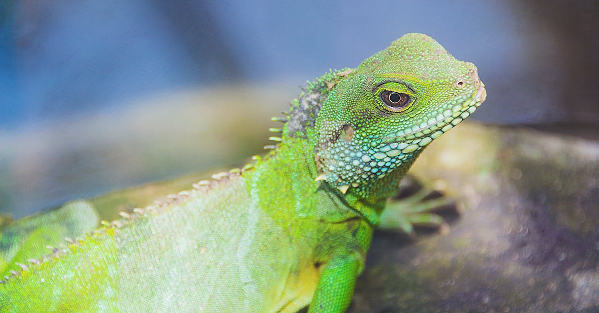 découvrez l'univers fascinant des geckos, des reptiles aux couleurs éclatantes et aux comportements captivants. apprenez tout sur leur habitat, leur alimentation et les différentes espèces qui peuplent notre planète. plongez dans le monde de ces créatures étonnantes et apprenez à prendre soin d'eux en tant qu'animaux de compagnie.