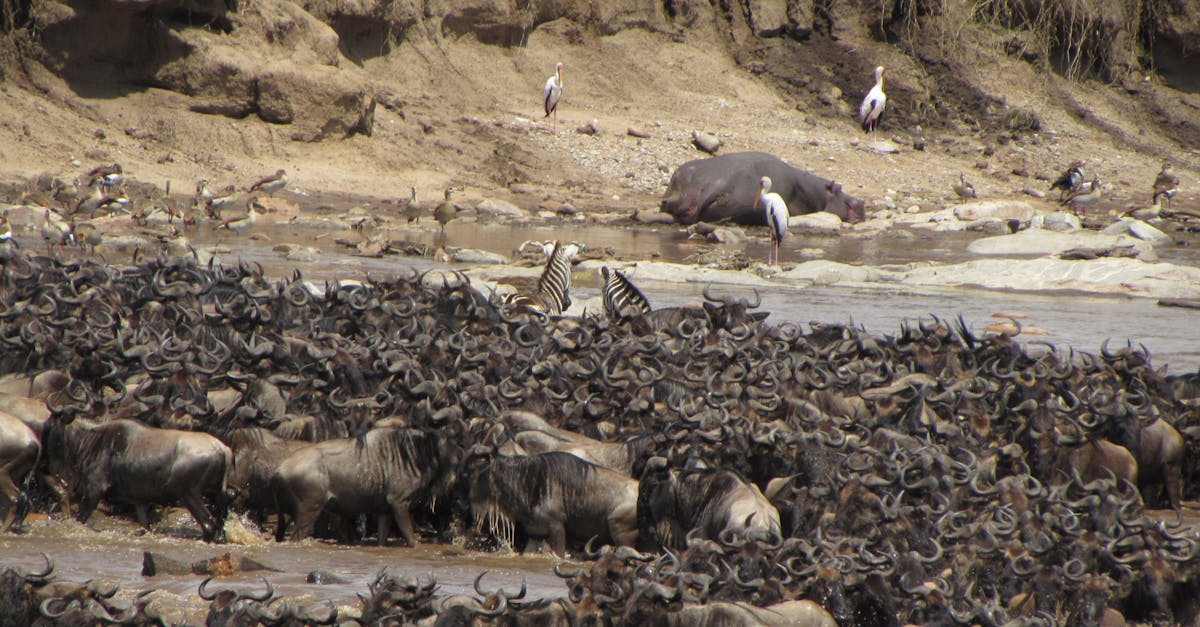 découvrez le monde fascinant de l'hippopotame, ce majestueux mammifère aquatique. apprenez-en davantage sur son habitat, son comportement et son rôle essentiel dans l'écosystème. plongez dans l'univers de cet animal emblématique et comprenez pourquoi il est à la fois fascinant et menaçant.