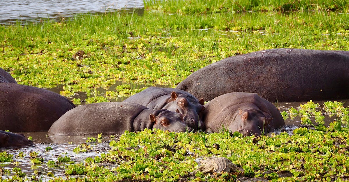 découvrez l'univers fascinant des hippopotames, ces majestueux mammifères aquatiques au caractère surprenant. apprenez-en plus sur leurs habitats, leur comportement et leur rôle essentiel dans l'écosystème. plongez dans l'étude de ces créatures imposantes et charmantes.