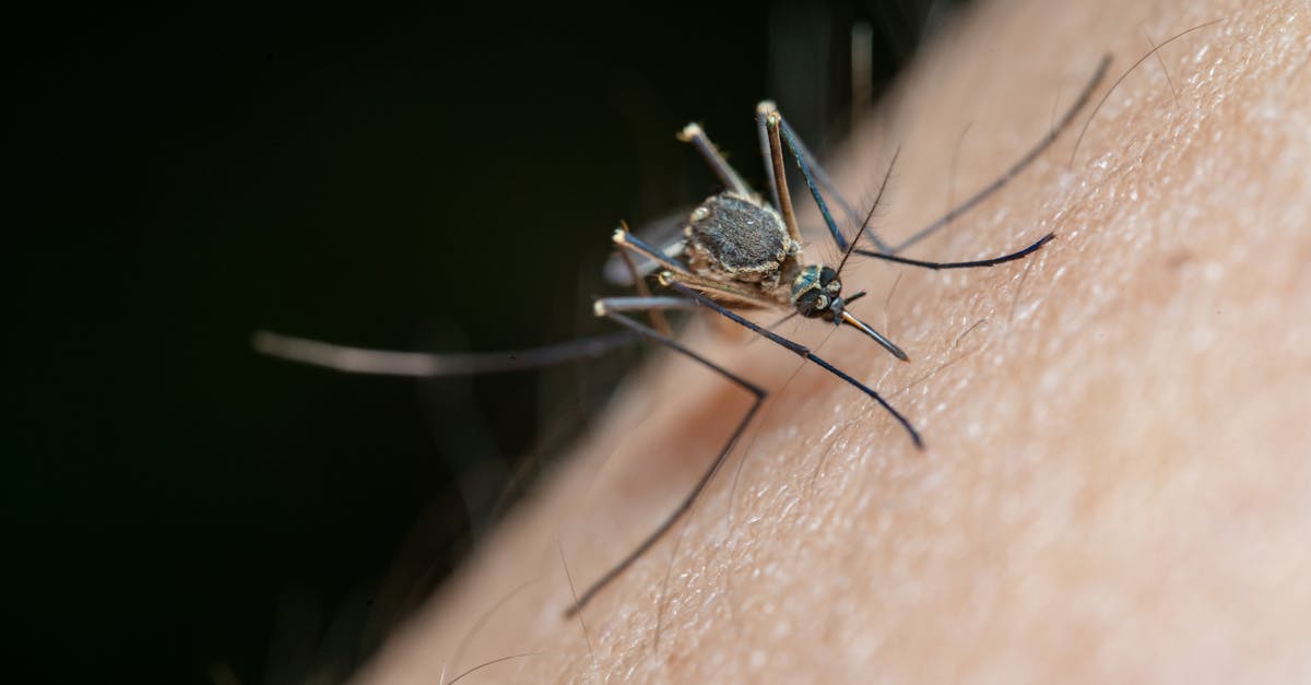découvrez tout ce que vous devez savoir sur les moustiques : leur biologie, leur habitat, et des conseils pratiques pour vous protéger de leurs piqûres. informez-vous sur la lutte contre ces insectes nuisibles et les méthodes naturelles pour les éloigner.