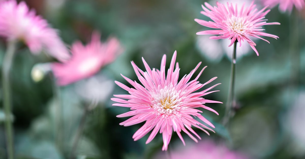 découvrez une sélection exhaustive de synonymes pour enrichir votre vocabulaire et améliorer vos écrits. explorez des alternatives variées pour chaque mot et donnez une nouvelle dimension à votre expression écrite.