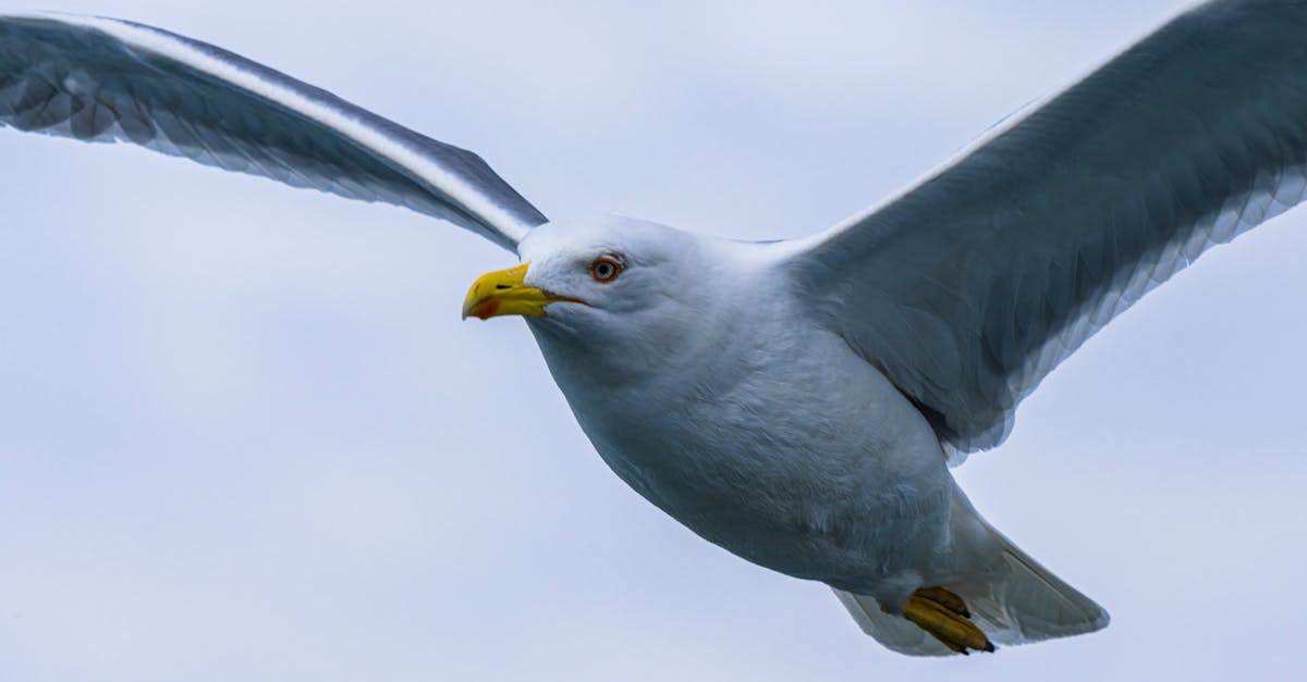 découvrez la signification et l'importance des totems animaux dans différentes cultures. apprenez comment ces symboles puissants peuvent guider votre chemin de vie et révéler des aspects cachés de votre personnalité.