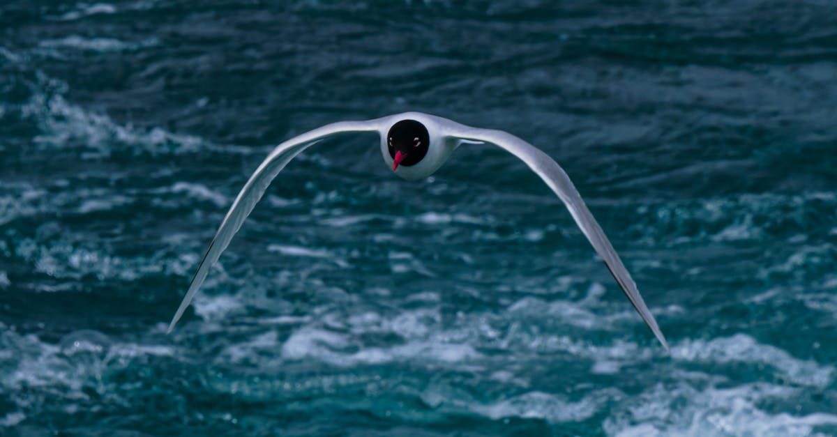 découvrez le monde fascinant des totems animaux, symboles de pouvoirs et de sagesse. apprenez à identifier votre animal totem et à explorer les significations qui enrichissent votre spiritualité.