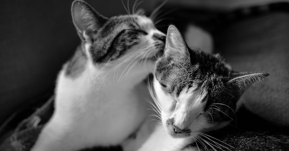 découvrez les comportements fascinants des chats, des signes d'affection aux stratégies de chasse. apprenez à décoder le langage de votre félin pour renforcer votre lien et améliorer son bien-être.