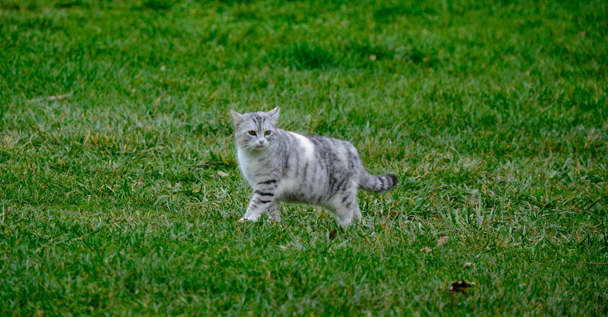 découvrez les causes et solutions pour un chat qui tousse. informez-vous sur les problèmes de santé courants liés à la toux chez les félins et apprenez à prendre soin de votre compagnon à quatre pattes.