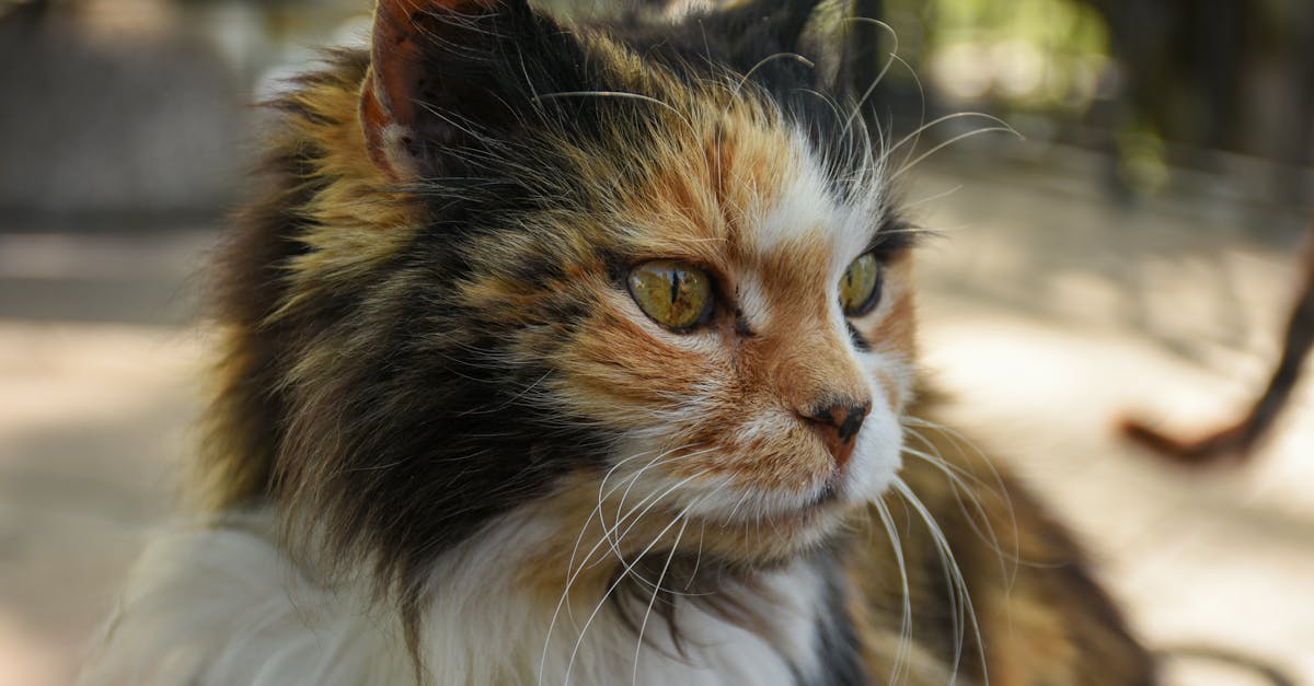 découvrez les causes et solutions possibles pour les chats qui toussent. apprenez à identifier les symptômes et à prendre soin de votre félin afin d'assurer sa santé et son bien-être.