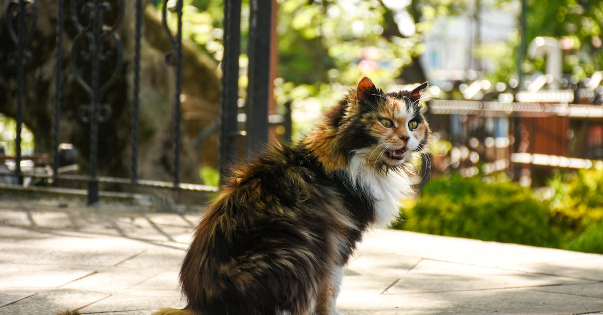 découvrez les causes et les solutions pour un chat qui tousse. apprenez à identifier les symptômes et à prendre soin de la santé de votre félin. protégez votre compagnon à quatre pattes avec nos conseils d'experts.