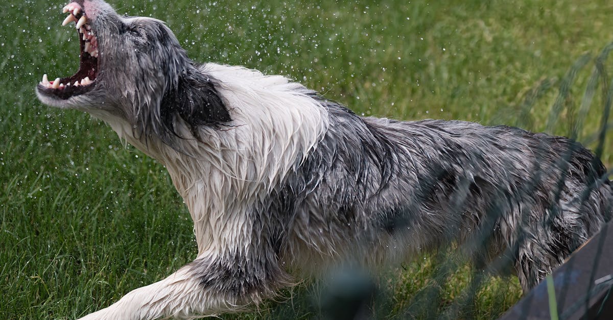 découvrez tout sur l'espérance de vie des chiens : facteurs influençant leur longévité, races les plus durables et conseils pour assurer une vie saine à votre compagnon à quatre pattes.