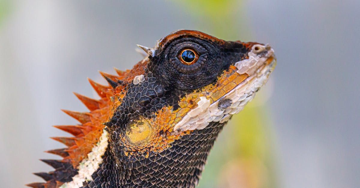 découvrez emma mackey, la talentueuse actrice britannique connue pour ses performances captivantes et son rôle emblématique dans la série "sex education". explorez son parcours, ses projets cinématographiques et son impact sur l'industrie du divertissement.