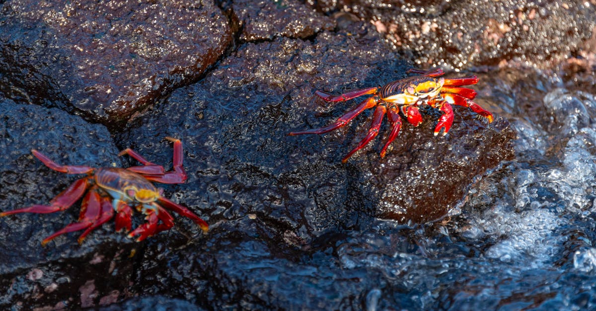 découvrez des solutions efficaces pour traiter l'éjaculation précoce. apprenez à mieux comprendre ce phénomène et à retrouver confiance en vous grâce à nos conseils et recommandations.