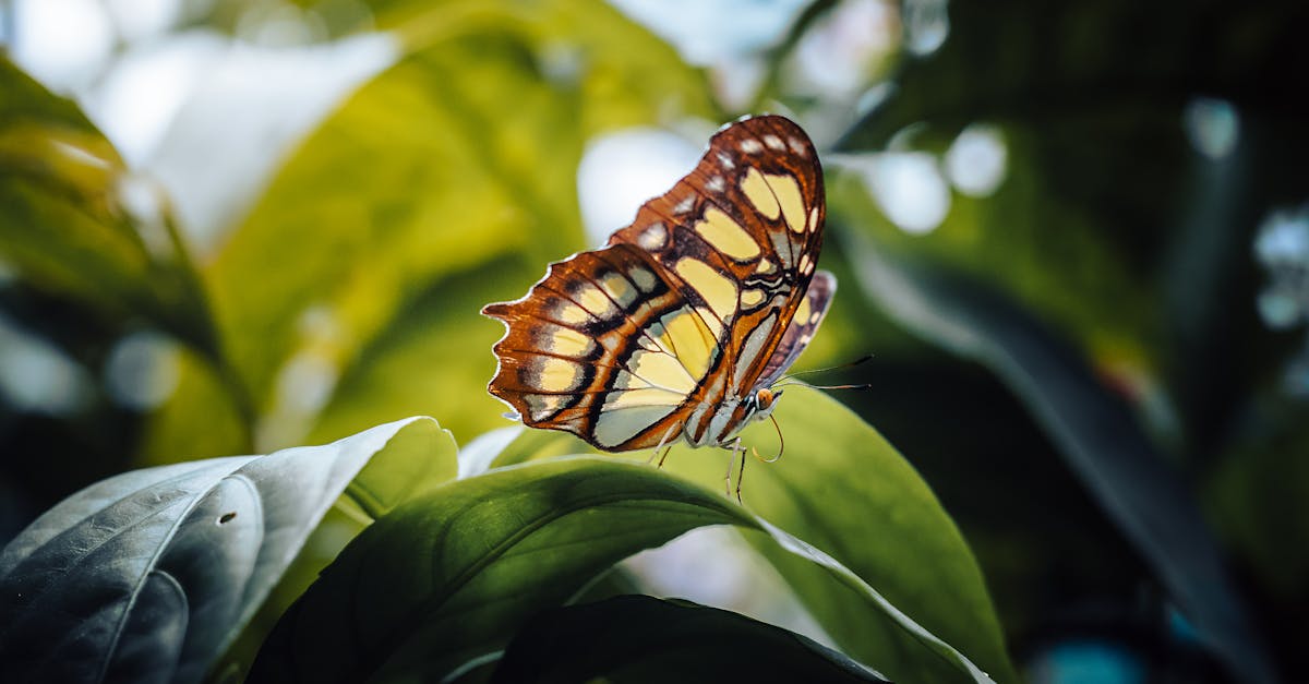 découvrez le concept de synchronisation, une interaction mystérieuse entre événements et expériences, qui révèle des connexions profondes et significatives dans votre vie. explorez comment la synchronicité peut transformer votre perception du monde et enrichir votre compréhension de l'univers.