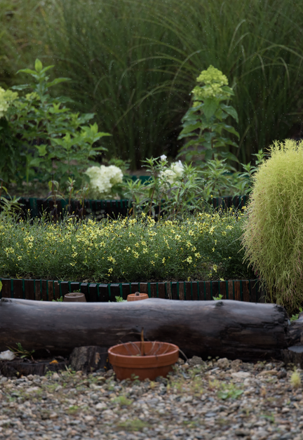 Serene garden landscape with various plants, flowers, and decorative logs.